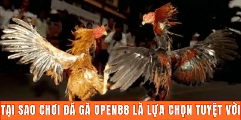 Tại sao chơi đá gà Open88 là lựa chọn tuyệt vời