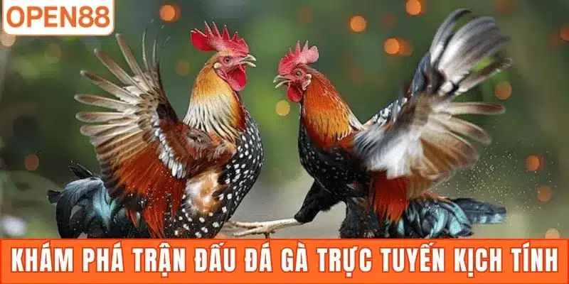 Khám phá trận đấu đá gà trực tuyến kịch tính